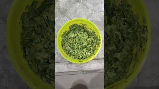 Dhaniya Methi palak ki kothimbir vadimykitchen recipe cooking youtubeshort trendingshorts 🙏 [upl. by Barbee]