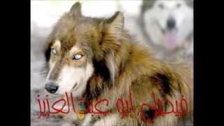 Wolf sounds  صوت الذئب [upl. by Sanfo]