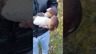 this gigantic mushroom will blow your mind [upl. by Anyahs]