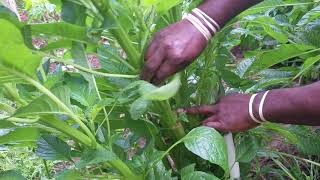 How to Cut Callaloo for a Continuous Harvest All Season Long [upl. by Anelyak]