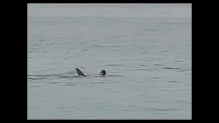 Most dramatic fatal shark attack ever caught on cam full video viewers discretion is advised [upl. by Haimes]