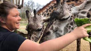 Home Safari  Giraffe  Cincinnati Zoo [upl. by Aicelet824]