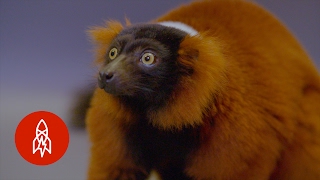 The Red Ruffed Lemur and Its Shrinking World [upl. by Maynord]