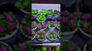 Succulent plant care succulent s in whater [upl. by Bouchier]