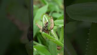 Praying Mantis Hunts Japanese Honeybees at the Hive [upl. by Noedig292]