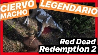 🦌 CIERVO MACHO LEGENDARIO  Red Dead Redemption 2 [upl. by Moyer]