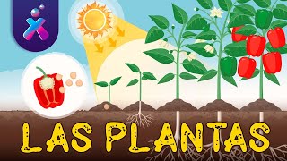 El reino de las Plantas  Videos Educativos  FlexFlix [upl. by Eentihw]