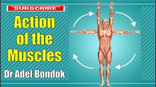 Action of the Muscles and Movements of the Joints Dr Adel Bondok [upl. by Mylan]