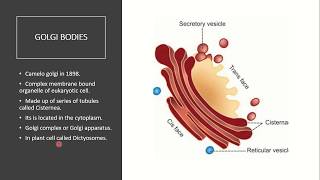 Biology  Golgi Apparatus  Structure and Function of Golgi Body [upl. by Uzzia572]