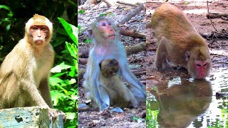 Observation on Cute Macaque Activities [upl. by Kubis]