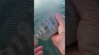 Pig Fish shortvideo fishing saltwaterfish pigfish [upl. by Rockie]