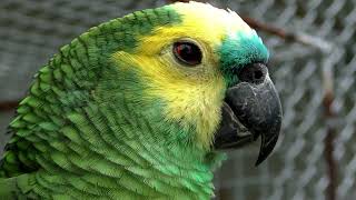 Blue fronted amazon parrot amazona aestiva [upl. by Anitsirhk]