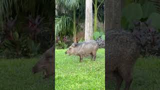 Meet the Javelina animals naturedocumentary nature javelinas [upl. by Loseff]