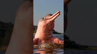 Meet The Indus River Dolphin [upl. by Winer360]