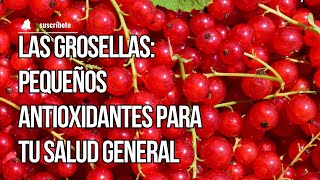 Las Grosellas Pequeños Antioxidantes para tu Salud General [upl. by Yggam]