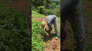 Muito cipó na lavoura de café vidanaroça safradecafe farming agricultura vidanositio [upl. by Akienat]