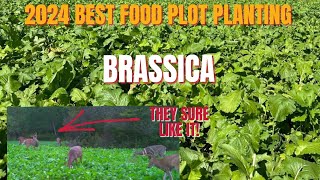 2024 BEST FOOD PLOT PLANTING part 1 [upl. by Nohsav]