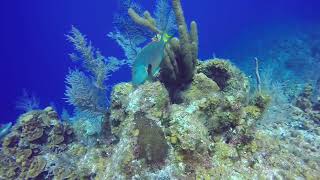 Parrotfish eating coral LCI 42018 [upl. by Willin]