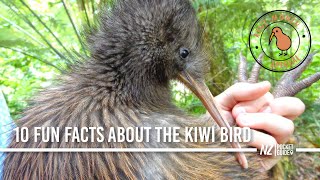 10 Fun Facts About the New Zealand Kiwi Bird  NZPocketGuidecom [upl. by Ancilin696]