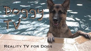 Dog TV 1  Reality TV for Dogs [upl. by Frannie]