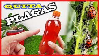 APLÍCALO a tus PLANTAS INSECTICIDA CASERO muy potente y gratis [upl. by Teador]