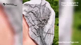 Arthroacantha carpenteri quotCrinoid Fossilquot [upl. by Steel]