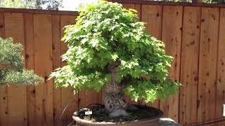 Liquidambar Bonsai Tree [upl. by Arnold9]