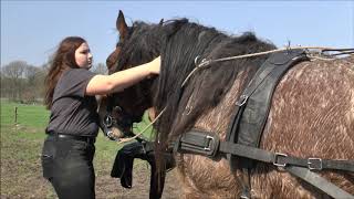 Ploegen met paarden Hoeve Springendal 2019 deel 2 van 3 [upl. by Iorgo]