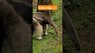 चींटीखोर 🤯 Giant Anteater shorts facts factshorts factsinhindi dadajifacts anteater [upl. by Sheridan]