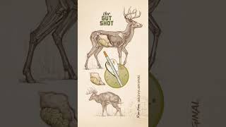 kill shot for deer with arrow [upl. by Avlasor111]