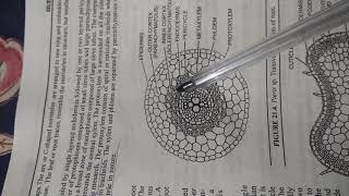 External and Internal features of Pteris Dr Vikas Jangu Botany [upl. by Hterag]