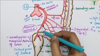 Inferior Mesenteric ArteryIMA  Abdominal Aorta Branch  Hindgut Blood Supply [upl. by Akemal]