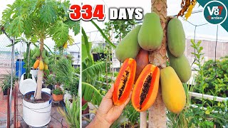 Easy Grow Papaya in Container From Seeds to Harvest  Part2 [upl. by Laaspere]