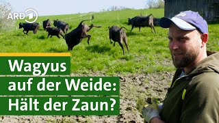 Zaun bauen für WagyuRinder Bauer Georg packt an Hofgeschichten 3  Sommer  Unser Land  BR [upl. by Campos]