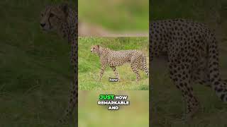 Natures Speed Demons The Fastest Animals Explained animaltrainingfundamentals facts [upl. by Nona]