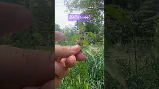 Motherwort Identification amp Use uncivilizedvitality uncivilizedplants [upl. by Pages509]