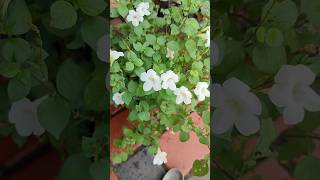 Flowering plants gardening flowers naturelovers [upl. by Bluma]