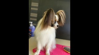 How to groom a Papillon dog Tips and Tricks [upl. by Germana]