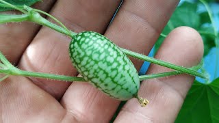 Mouse Melon  Cucamelon Melothria scabra [upl. by Katinka]