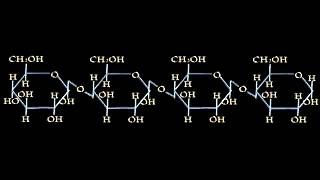 Formazione polisaccaridi [upl. by Donelle]