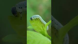 Sawfly larva eats Buttonbush leaf [upl. by Chrisse214]