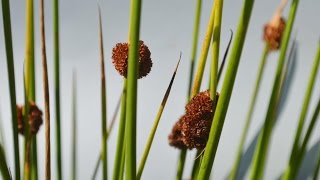 JUNCOS Juncus PLANTAS SILVESTRES [upl. by Walters]