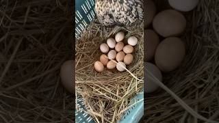 Desi murgi egg hatching viralvideo viralshort shorts youtubeshorts [upl. by Whitehouse]