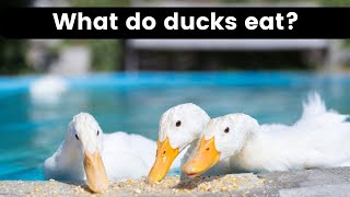 What do ducks eat  what do ducks eat in the wild  what do ducks eat and drink [upl. by Eardnoed]