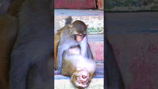 What is monkeys doing 🤔 🙄monkeyapebandarshortshortsmonkeyfunnyanimalspetsbandarshort [upl. by Princess]