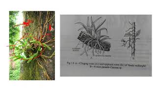 Epiphyte roots in Vanda coerulea [upl. by Adohr]