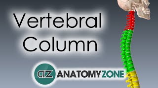 Vertebral Column  Introduction  3D Anatomy Tutorial [upl. by Akihsar]