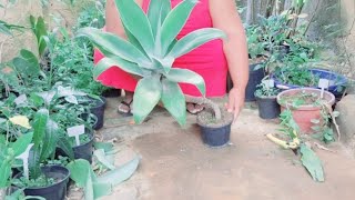 How to Prune Agave Attenuata Ornamental Plant plants [upl. by Emmons]