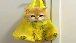 FUNNY CAT MEMES COMPILATION OF 2023 V30 [upl. by Appledorf967]