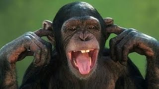 Arent monkeys just the funniest  Funny monkey compilation [upl. by Malti]